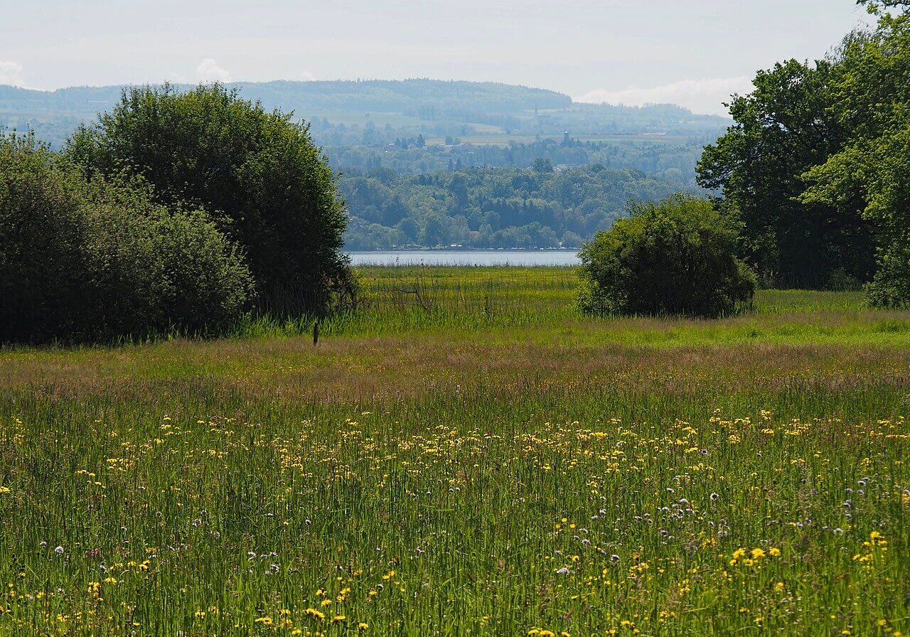 Boniswiler_Moos_(Schutzgebiet)_02