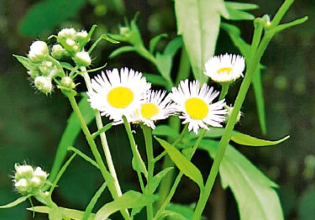 Erigeron_annuus Erigeron_annuus