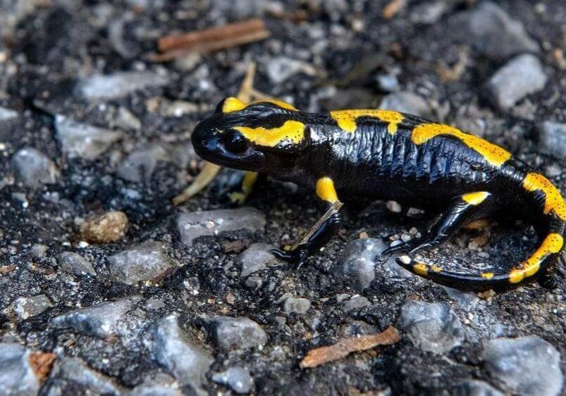 Feuersalamander_RobinHill_04 Feuersalamander_RobinHill_04