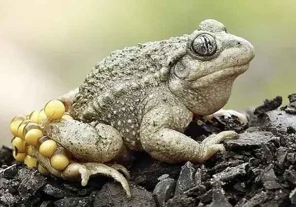 glögglifrosch